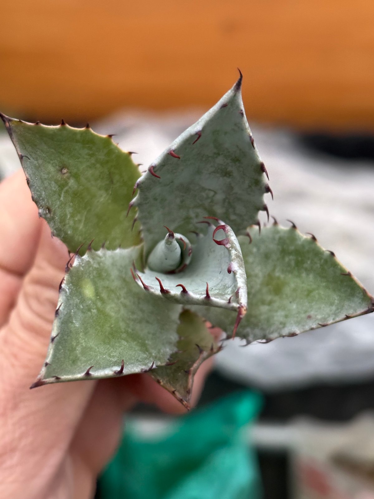 Agave hybrid(甲蟹×雷神)×屈原の舞扇 | ever_plants Agave hybrid(甲蟹×雷神)×屈原の舞扇 | ever_plants
