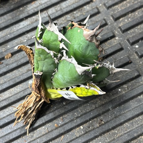 【特別SALE中】BLJ産　Agave titanota"黒犀牛