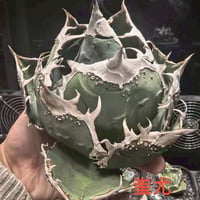 【Berlin産】Agave titanota"蚩尤1（大）