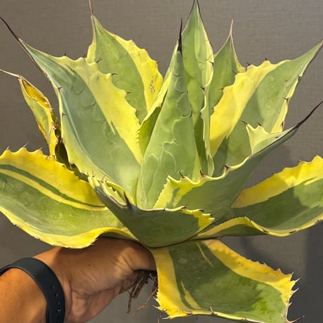 【特別SALE中】Agave ovatifolia variegated ‘ORCA’