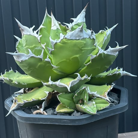 Agave titanota"大白火焔