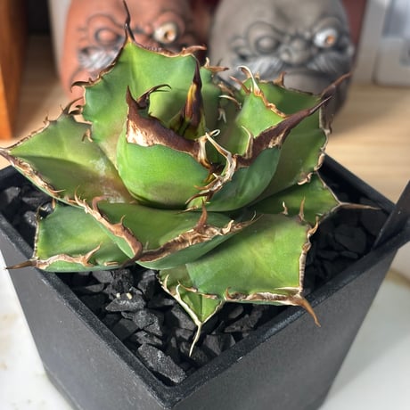 Agave titanota"狂鬥牛