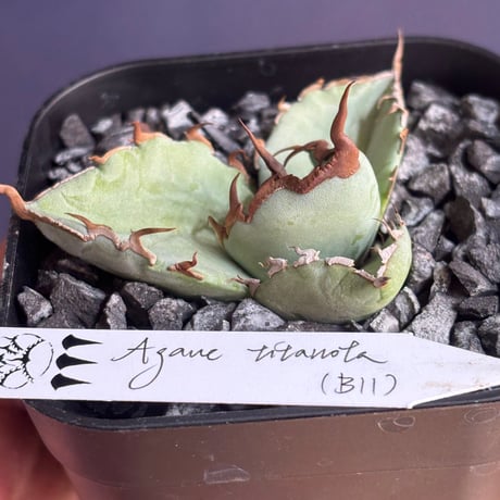 Agave titanota"DennisB11