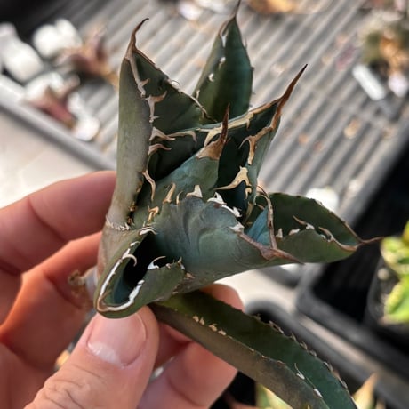 【特別SALE中】GALAXY産　Agave titanota"AG140（7-198-2）