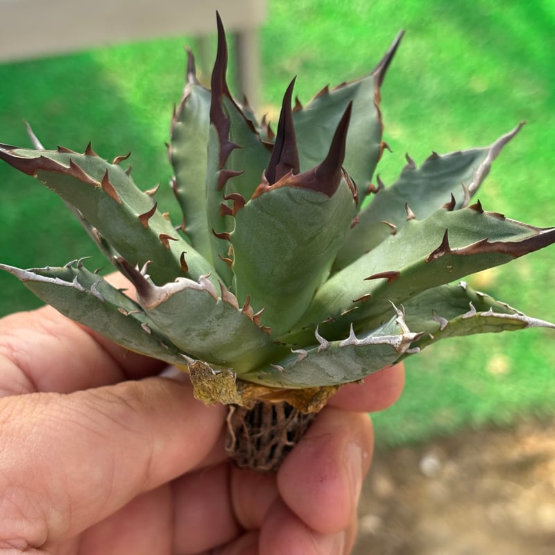 Agave utahensis×hades 妖帝 | ever_plants
