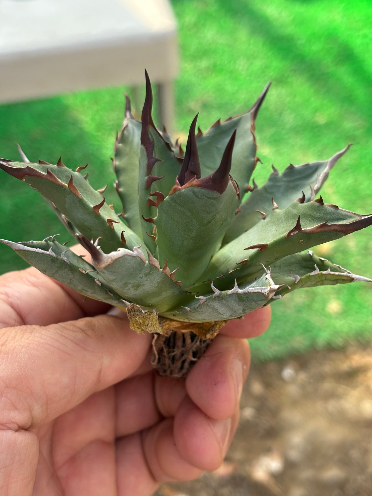 アガベ　妖帝　ユタエンシス×ハデス Agave utahensis×hades 妖帝 | ever_plants