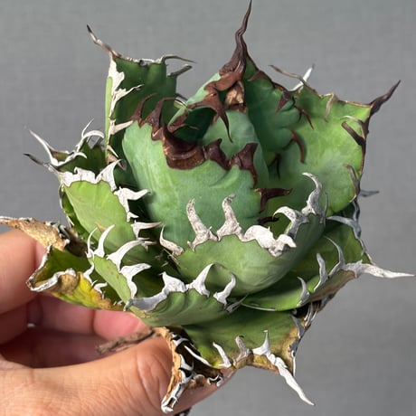 Agave titanota"Dennis042