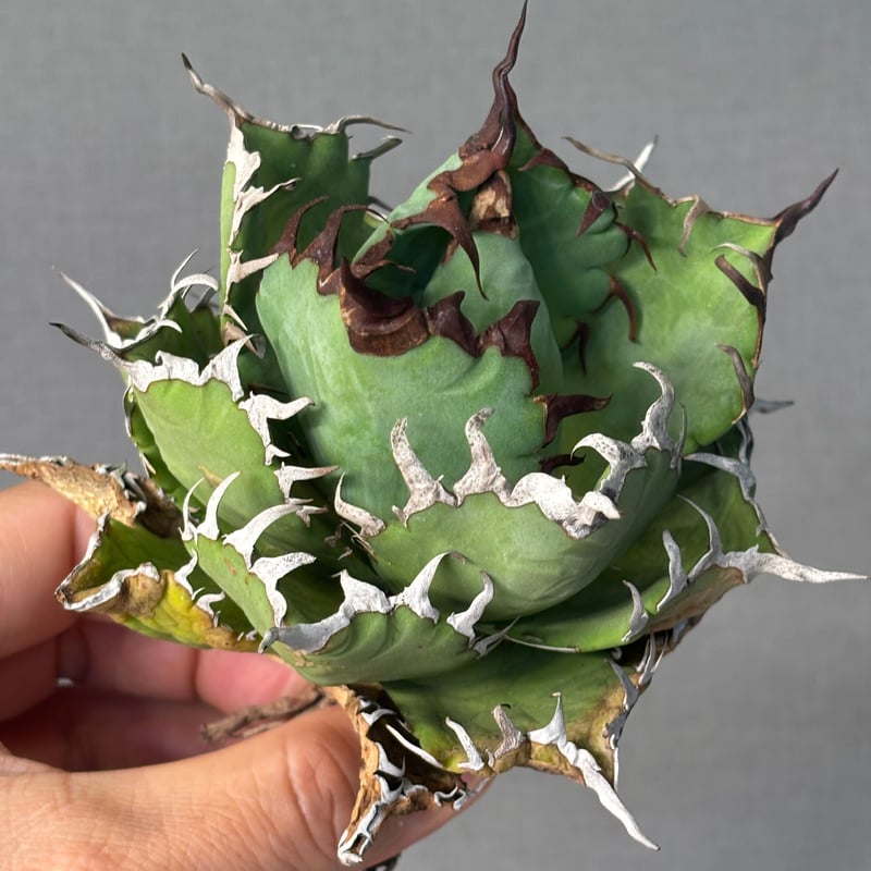 Agave titanota (アガベ)Dennis045 Agave titanota