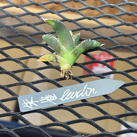 【Berlin産】Agave titanota"朱雀2