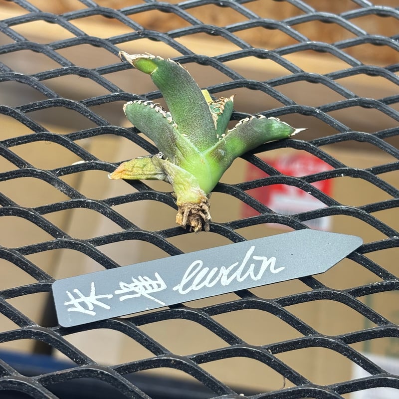Berlin産】Agave titanota