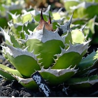【特別SALE中】Berlin産　Agave titanota"緑犀牛2