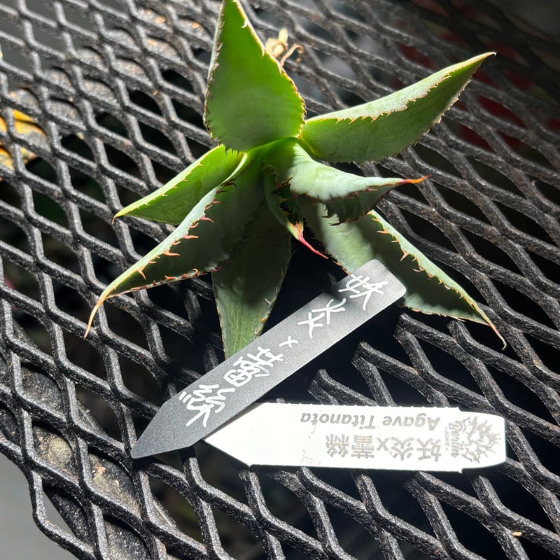 特別SALE中】Berlin産 Agave 妖炎×蕾絲 | ever_plants