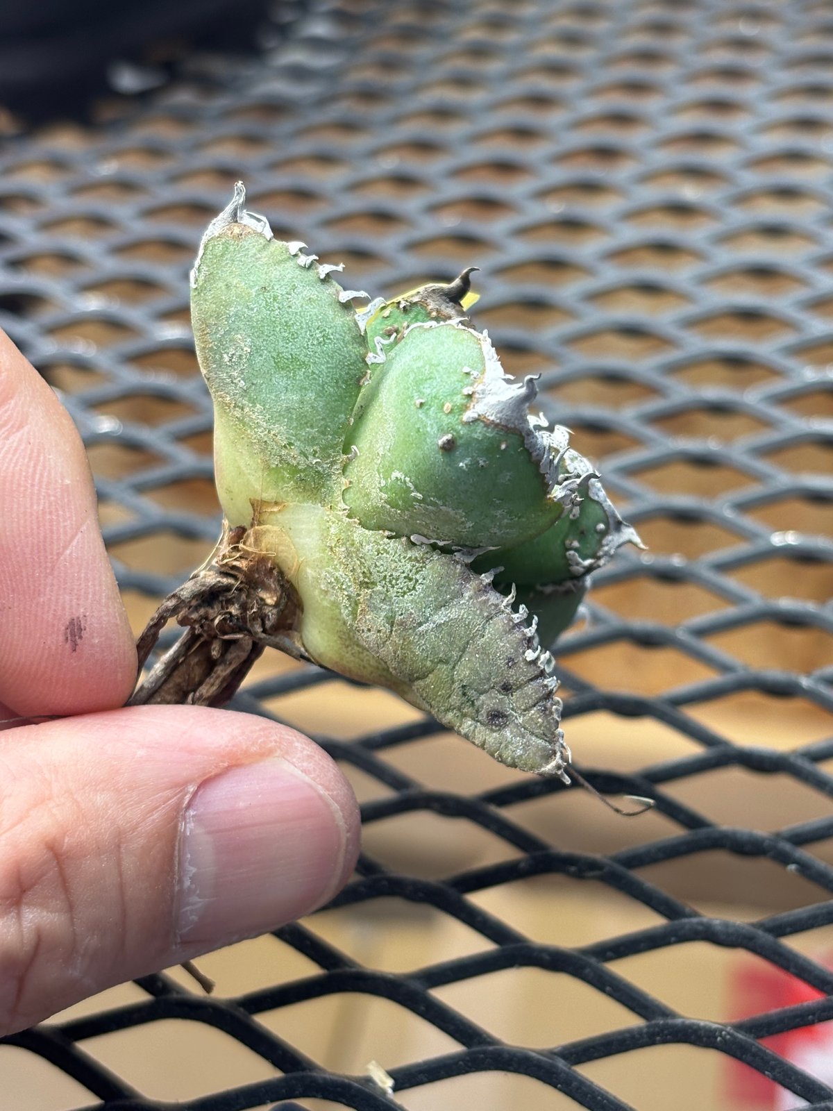 Berlin産】Agave titanota