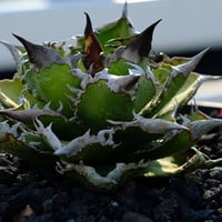 【Berlin産】Agave titanota"朱雀2