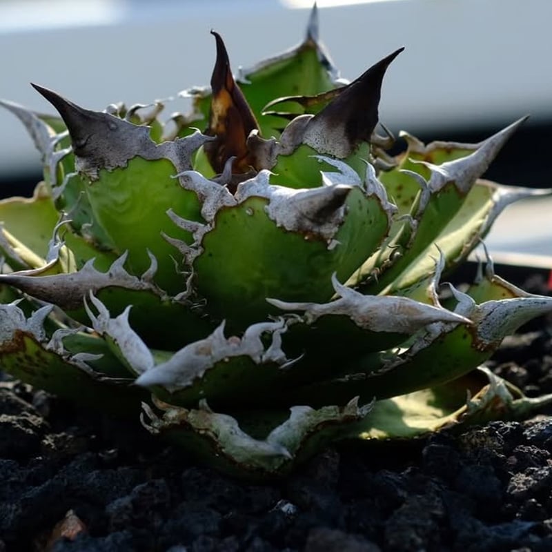 Berlin産】Agave titanota