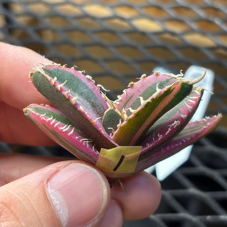 【Berlin産】Agave titanota"紅獅白覆輪1