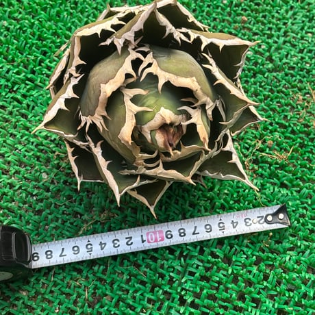Agave titanota"shark6-83SH1