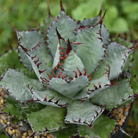 屈原の舞扇 | STORES