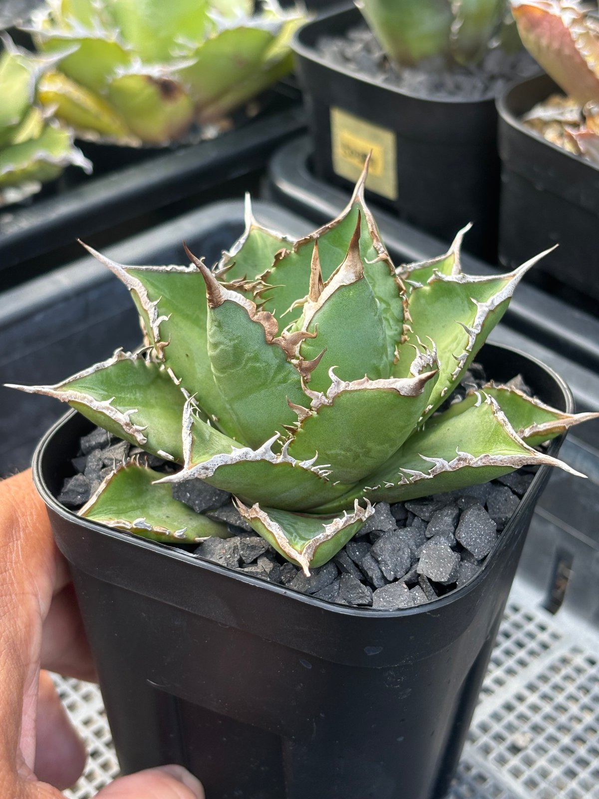 Agave titanota