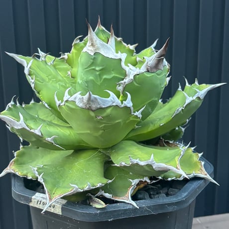 Agave titanota"大白火焔