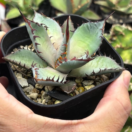 パリー　ハイブリッド　トランカータ　屈原の舞扇　大株 パリー ハイブリッド トランカータ 屈原の舞扇 大株 屈原の舞扇錦