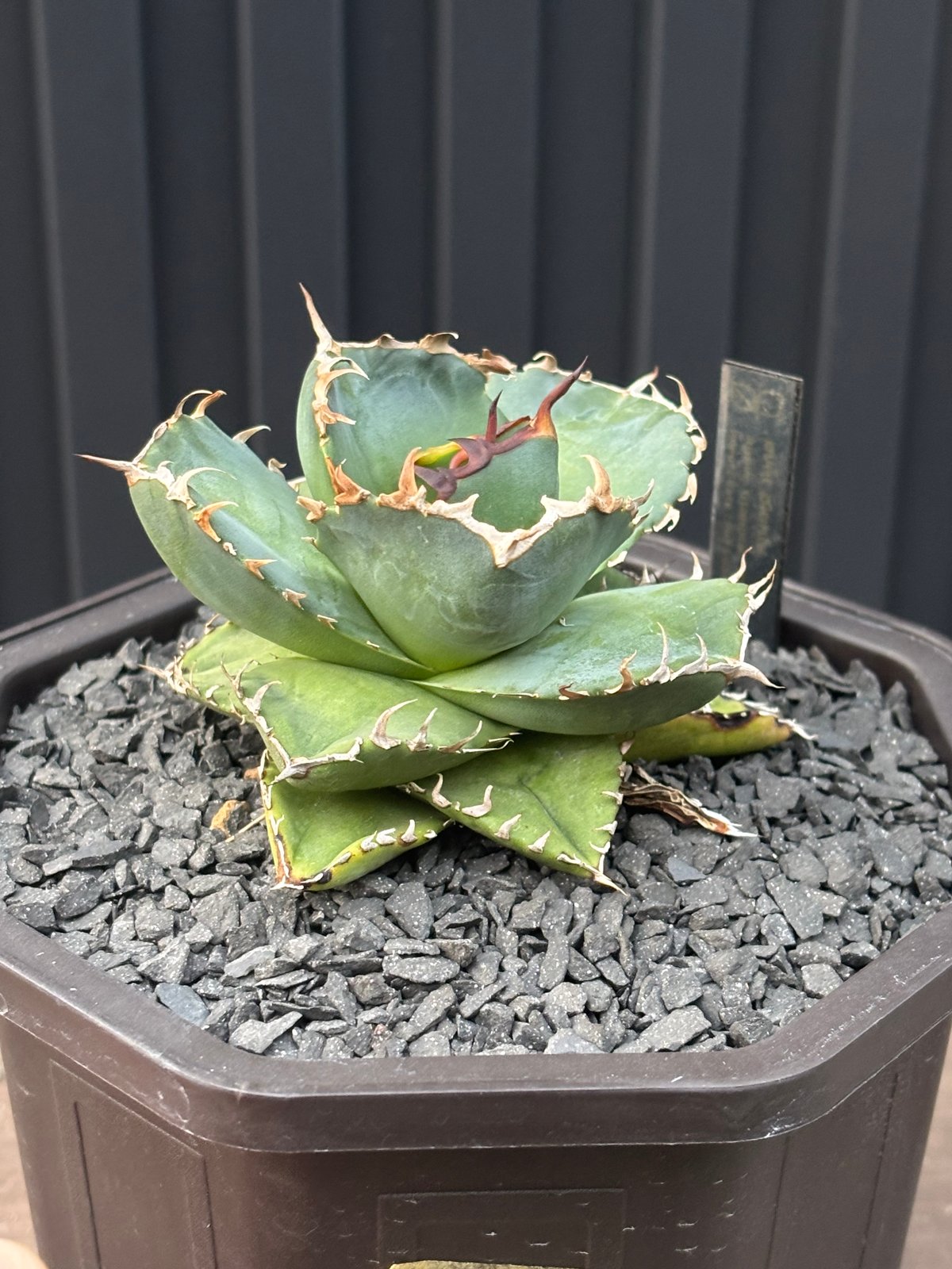 アガベ AGAVE TITANOTA Netherland No Name Agave titanota