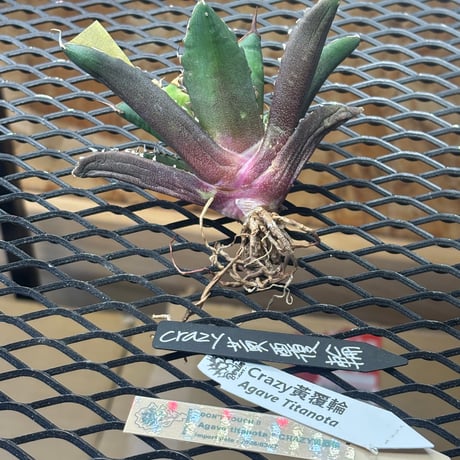 【特別SALE中】Berlin産　Agave titanota"crazy 黄覆輪1