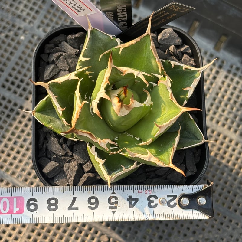 速達【鉢ごと発送】大特価　活着　REZA産　アガベ　Nova ノヴァ 速達【鉢ごと発送】大特価 活着 REZA産 アガベ Nova ノヴァ 速達