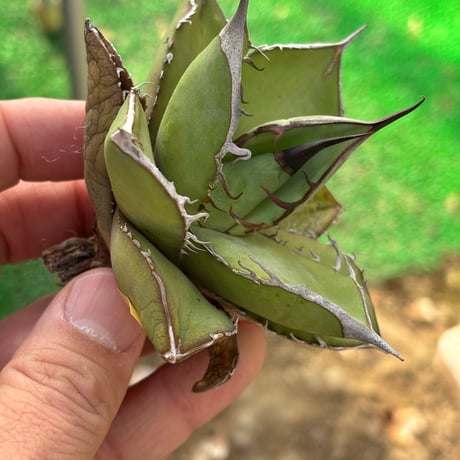 Agave  titanota"seeding