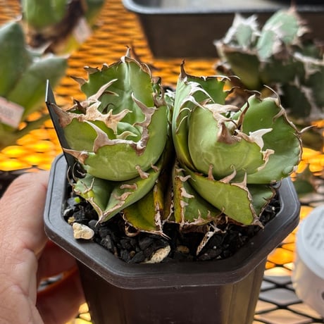 アガベカニ | STORES