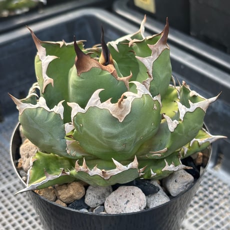 Agave titanota"dwarf 6-61DW3