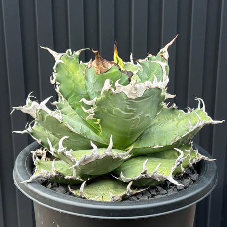 Agave titanota"狂雨