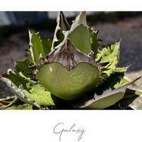 【特別SALE中】GALAXY産　Agave titanota"AG100（7-206-1）