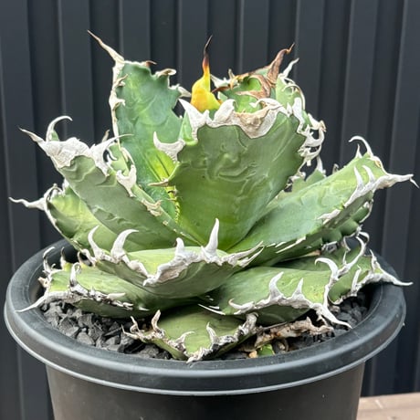 Agave titanota"狂雨