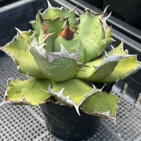 Agave titanota"姫厳竜　9F213
