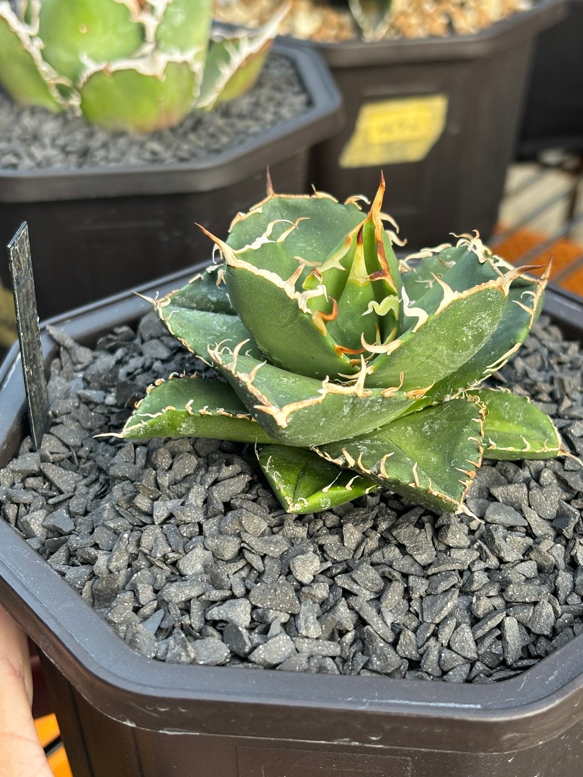 破格】親株販売 Agave titanota ボールタイプ No.001 【公式通販】