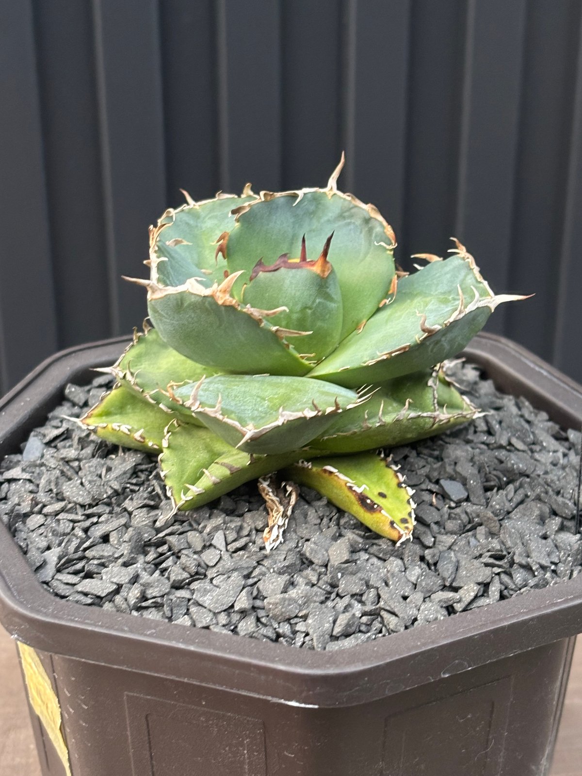 アガベ チタノタ ノヴァ Agave Titanota Nova Agave titanota