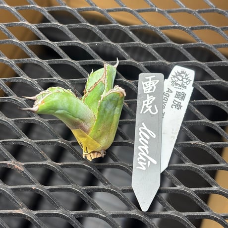 【Berlin産】Agave titanota"雷虎1