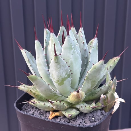 Agave hybrid macroacantha×isthmensis