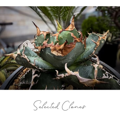 【特別SALE中】GALAXY産　Agave titanota"AG004（7-182-1）