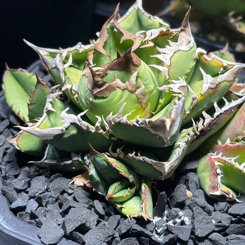 特別SALE中】Agave titanota