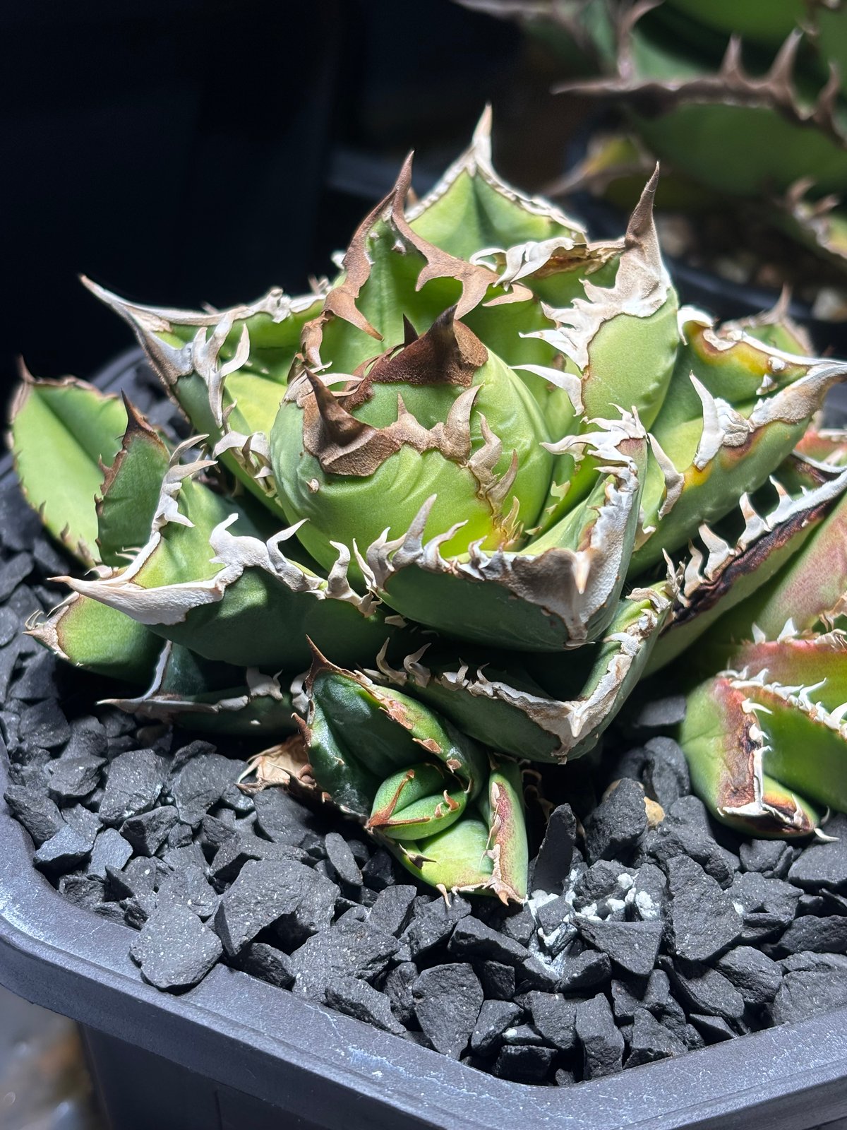 特別SALE中】Agave titanota