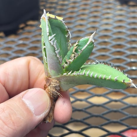 【Berlin産】Agave titanota"担克1