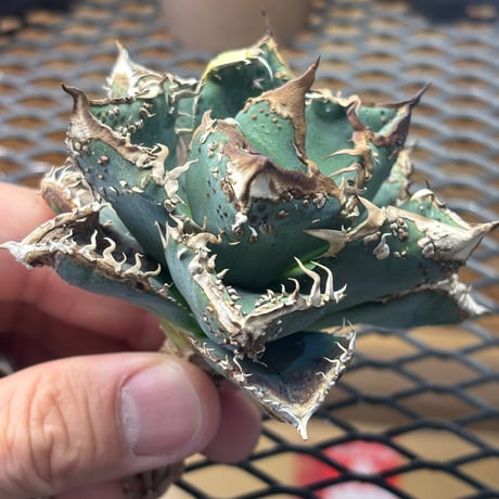 【特別SALE】BLJ産　Agave titanota"麻花龍3