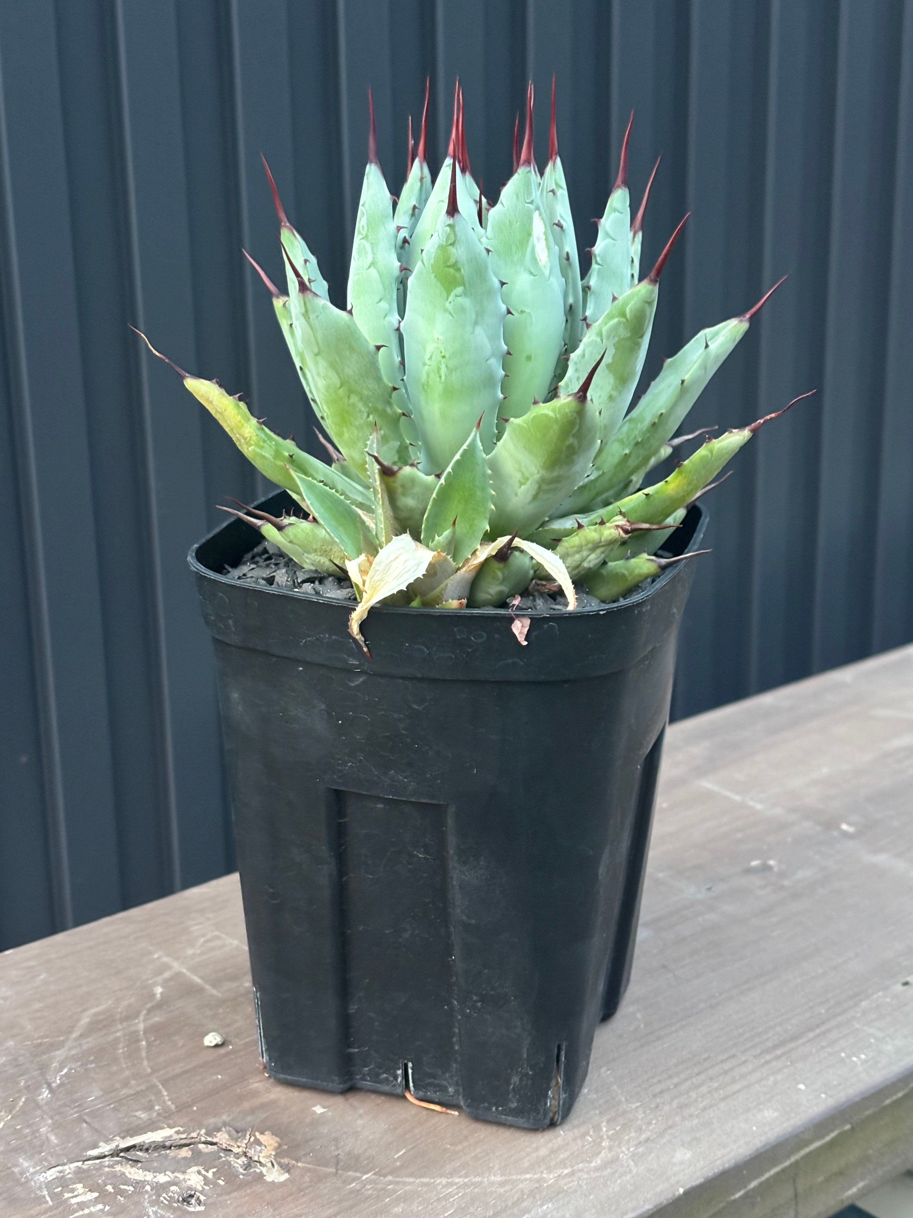 Agave hybrid macroacantha×isthmensis | ever_plants