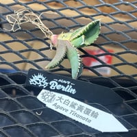 Berlin産　Agave titanota"大白鯊黄覆輪2