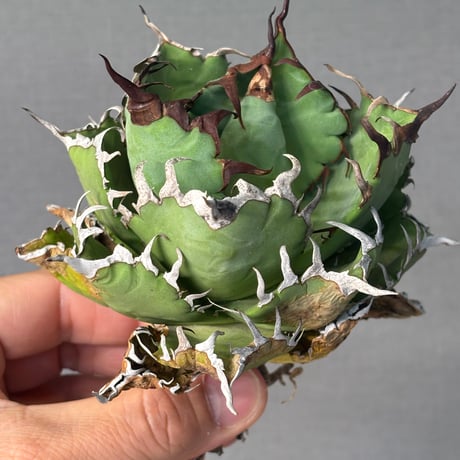 Agave titanota"Dennis042