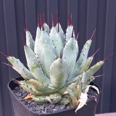 Agave hybrid macroacantha×isthmensis
