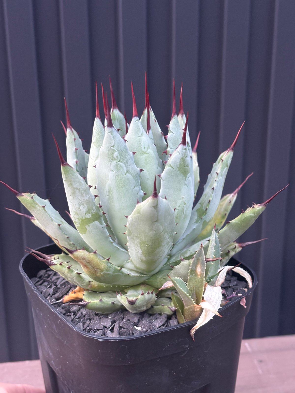親株 アガベhybrid potatorum × macroacantha鉢ごと Agave hybrid