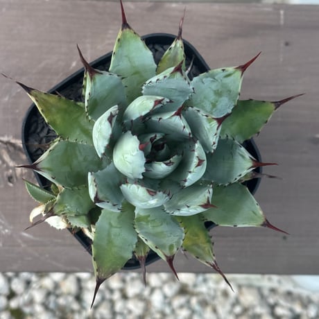 Agave hybrid macroacantha×isthmensis